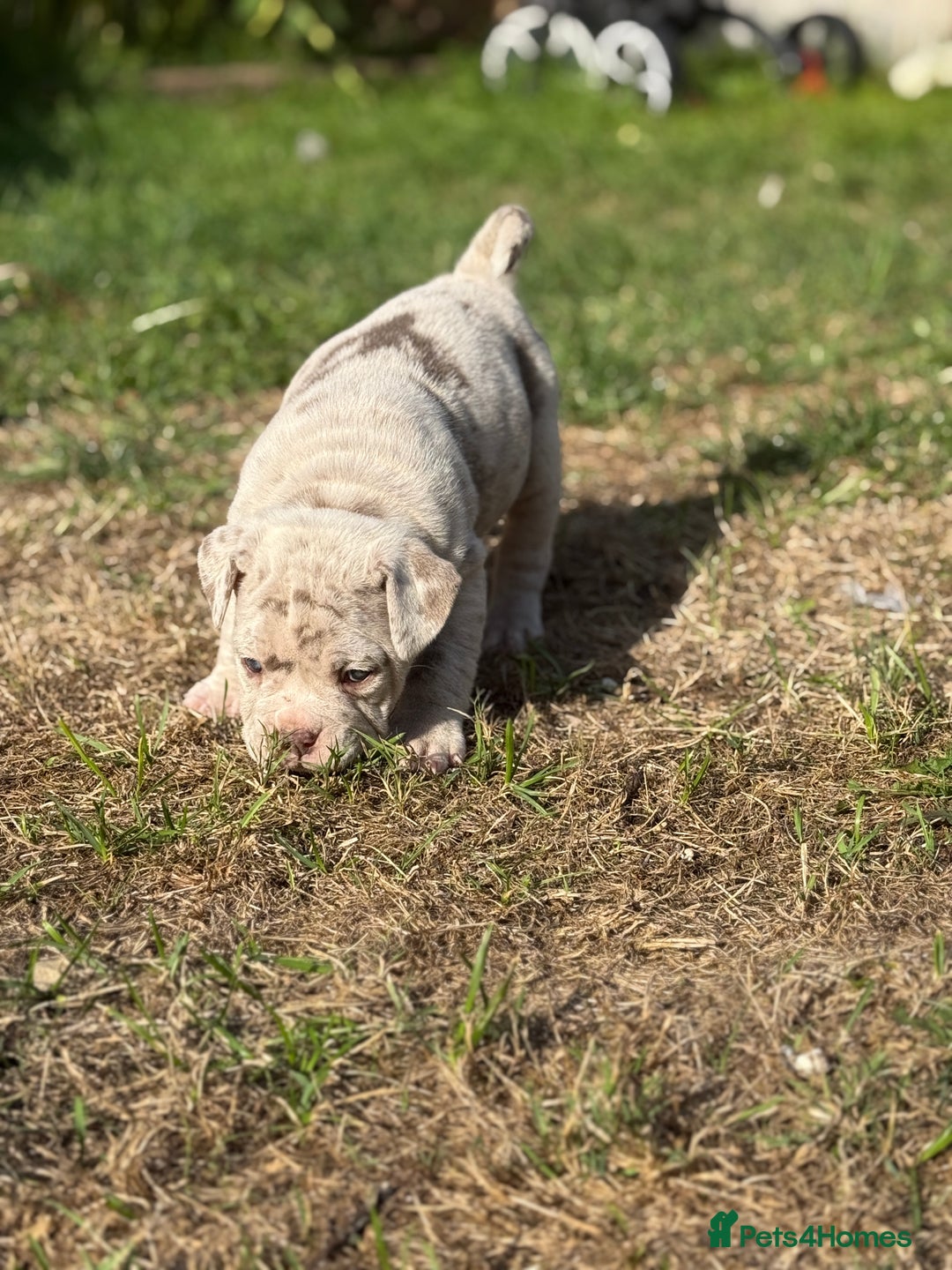 Mixed Breed dogs for sale: Beautiful lilac cane Corso x bulldog pups  - Image 8