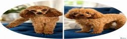 Cavapoo dogs for sale: F1B toy cavapoos - Advert 2