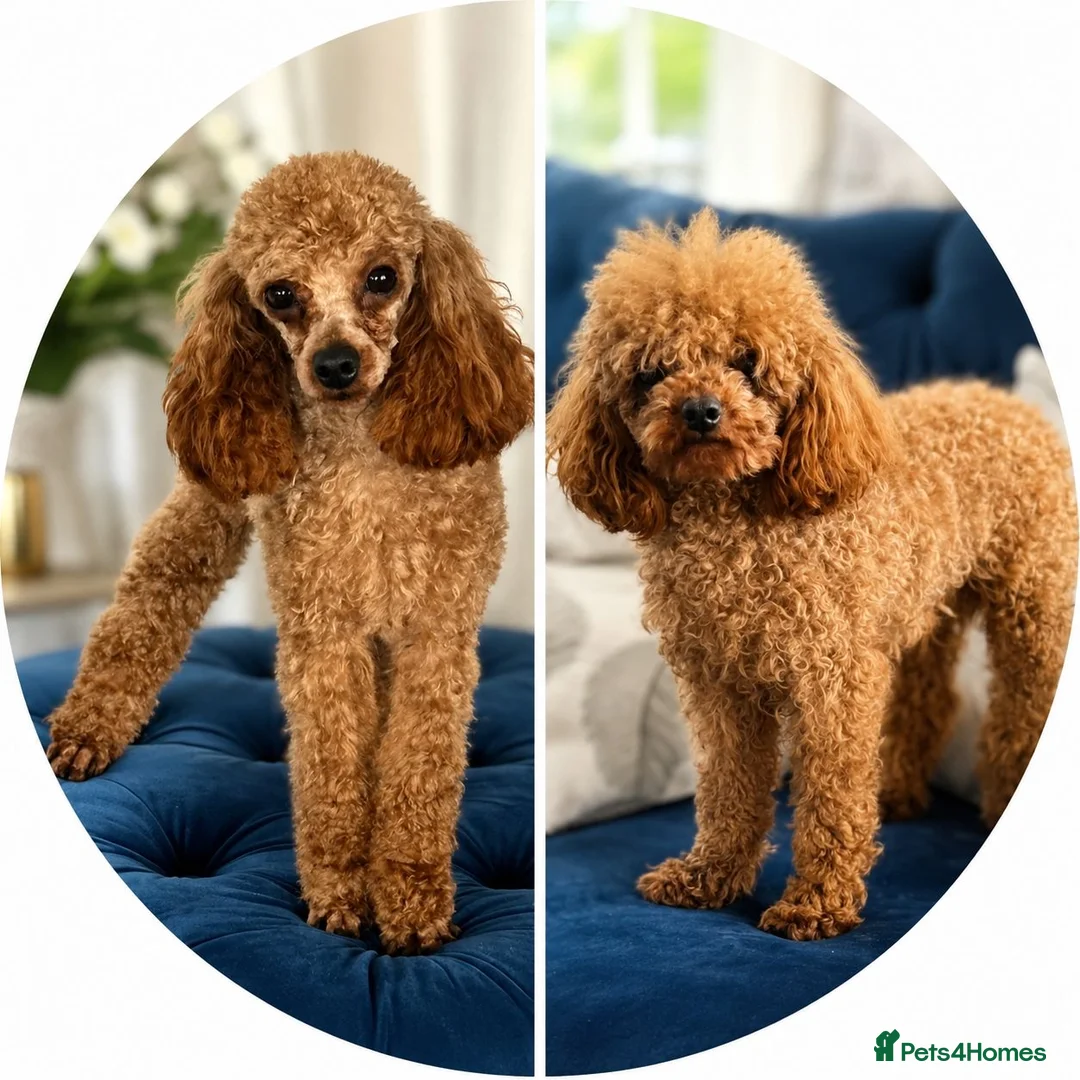 Cavapoo dogs for sale: F1B toy cavapoos - Advert 2