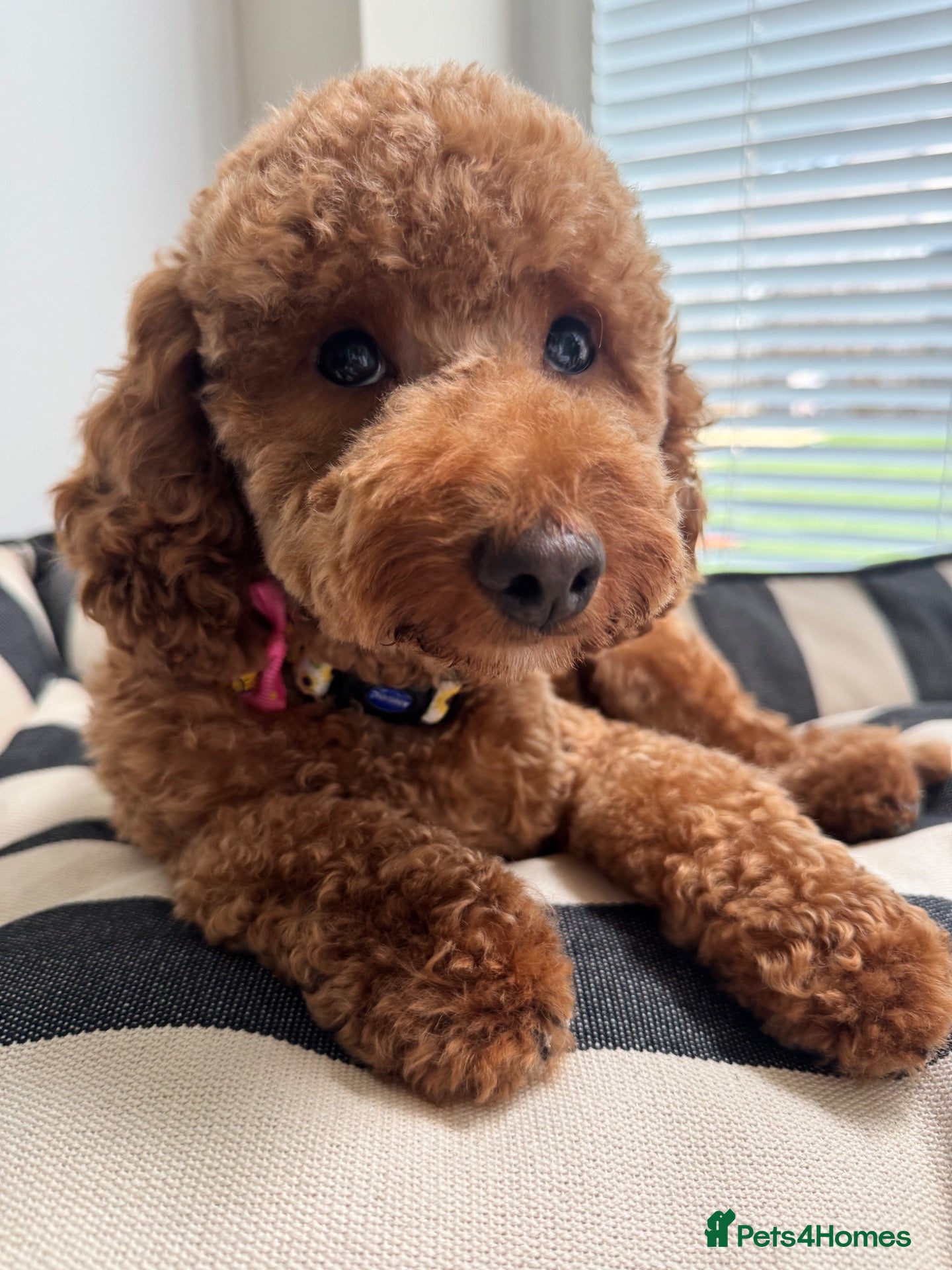 Toy Poodle dogs Toy Poodle 🐾  - Advert 8