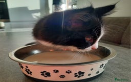 Mixed Breed cats for sale: 3 Gorgeous Kittens - Must be Seen! - Image 6