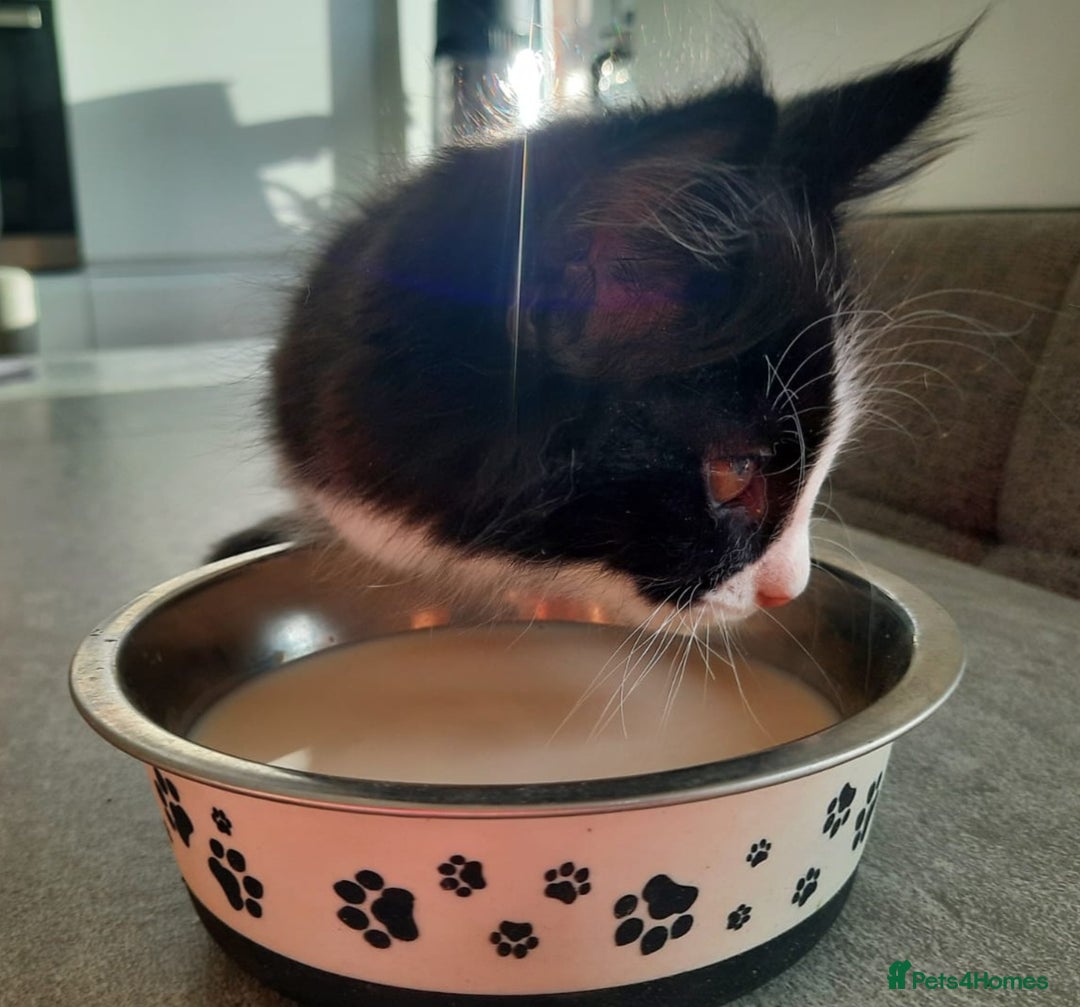 Mixed Breed cats for sale: 3 Gorgeous Kittens - Must be Seen! - Image 6
