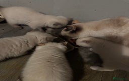 British Shorthair cats for sale: Colourpoint/tortie British shorthair kittens  - Advert 10