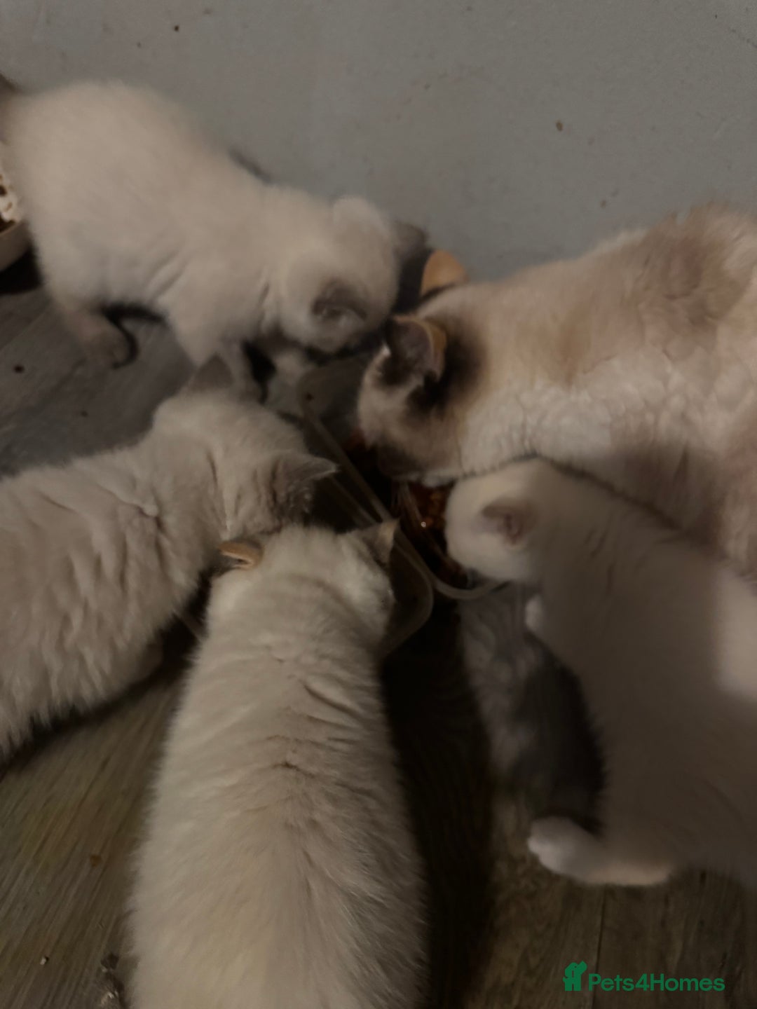 British Shorthair cats for sale: Colourpoint/tortie British shorthair kittens  - Advert 10