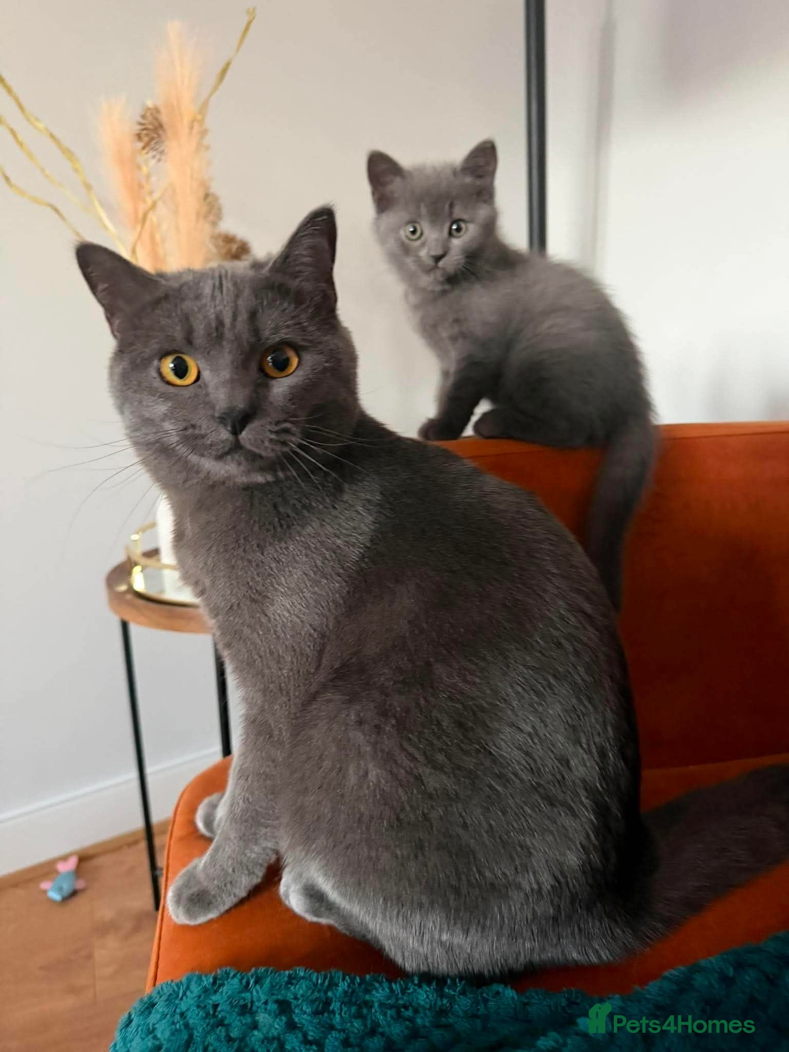 British Shorthair cats Blue BSH kittens ready new home - Advert 3