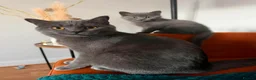 British Shorthair cats for sale: Blue BSH kittens ready new home - Advert 1