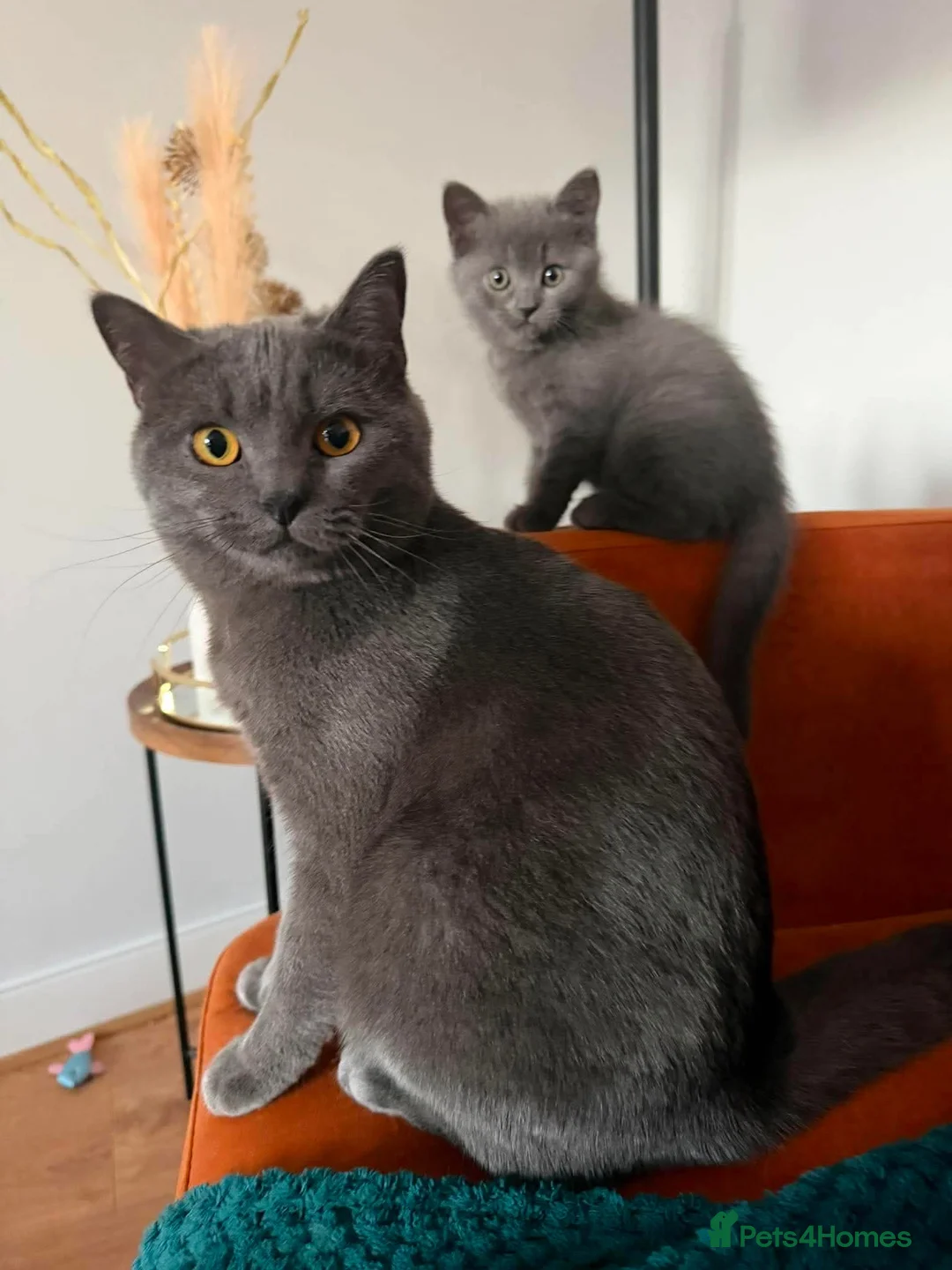 British Shorthair cats for sale: Blue BSH kittens ready new home - Advert 1