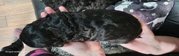 Cockapoo dogs for sale: Adorable Merle & Tuxedo Cockapoo Puppies in Halifax - Advert 12