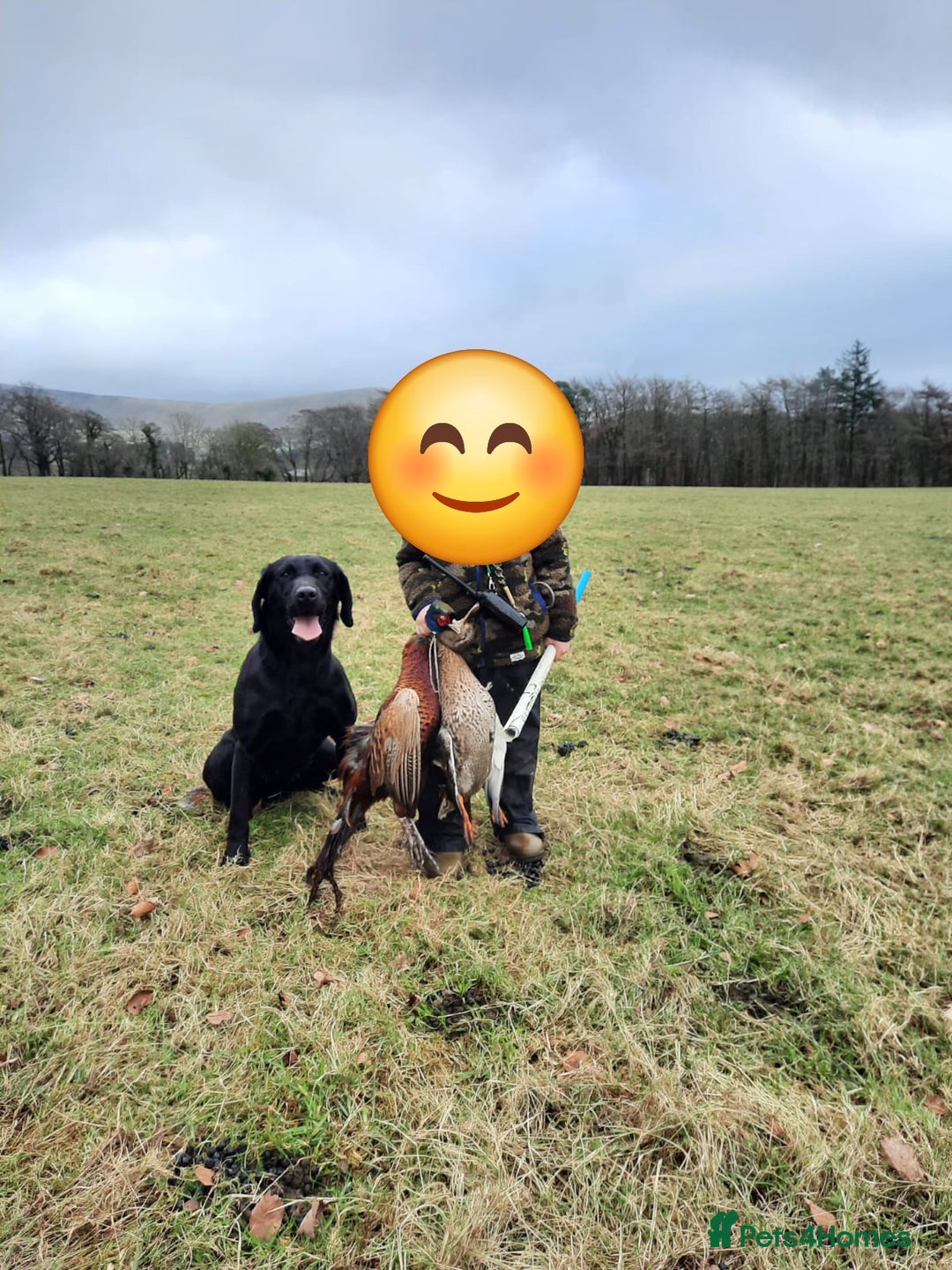 Mixed Breed dogs for sale: Chunky Lab X Pointer pups - Advert 16