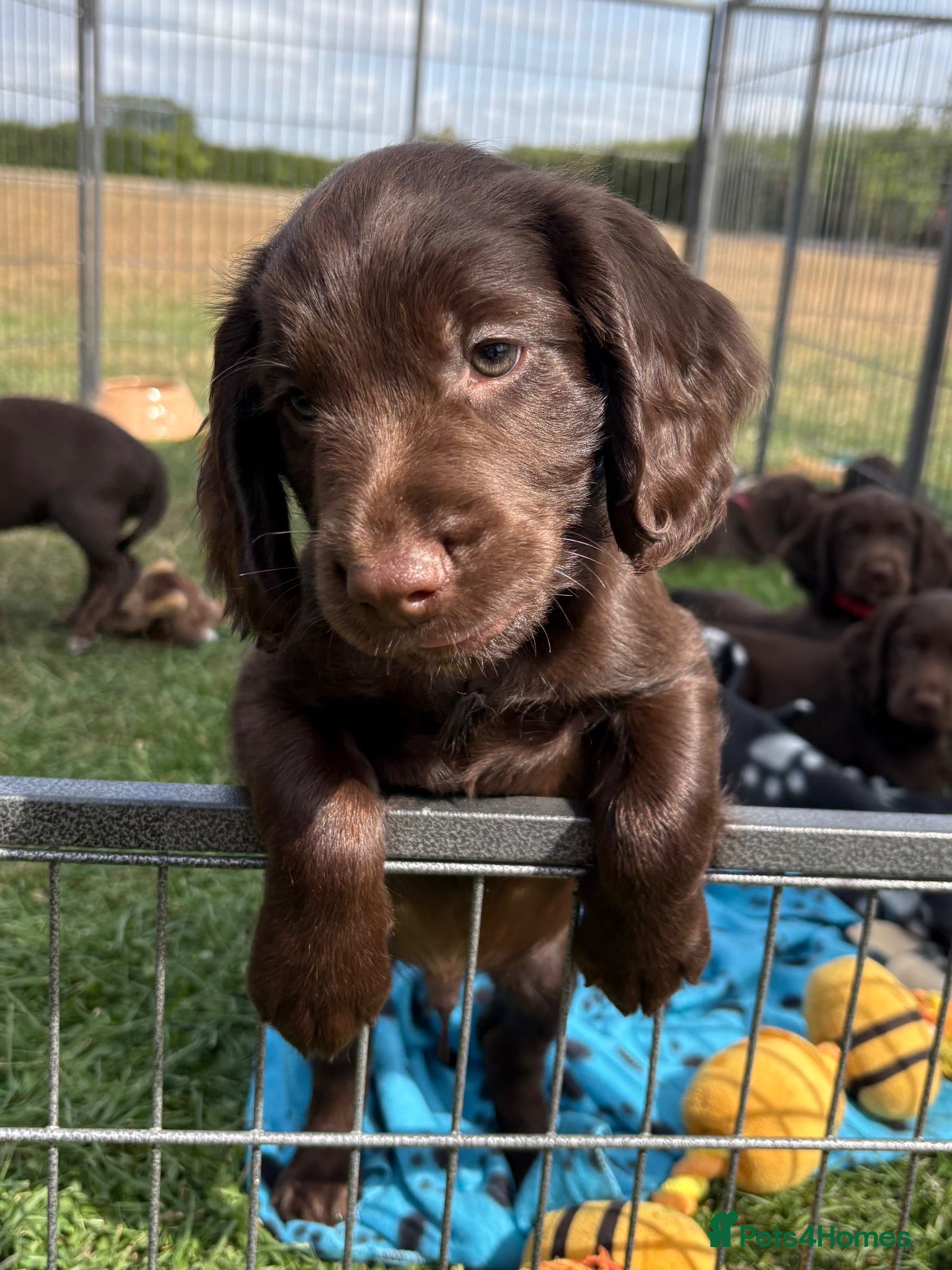 Sprocker dogs Fully DNA Health Tested F1 Sprocker Puppies - Advert 2