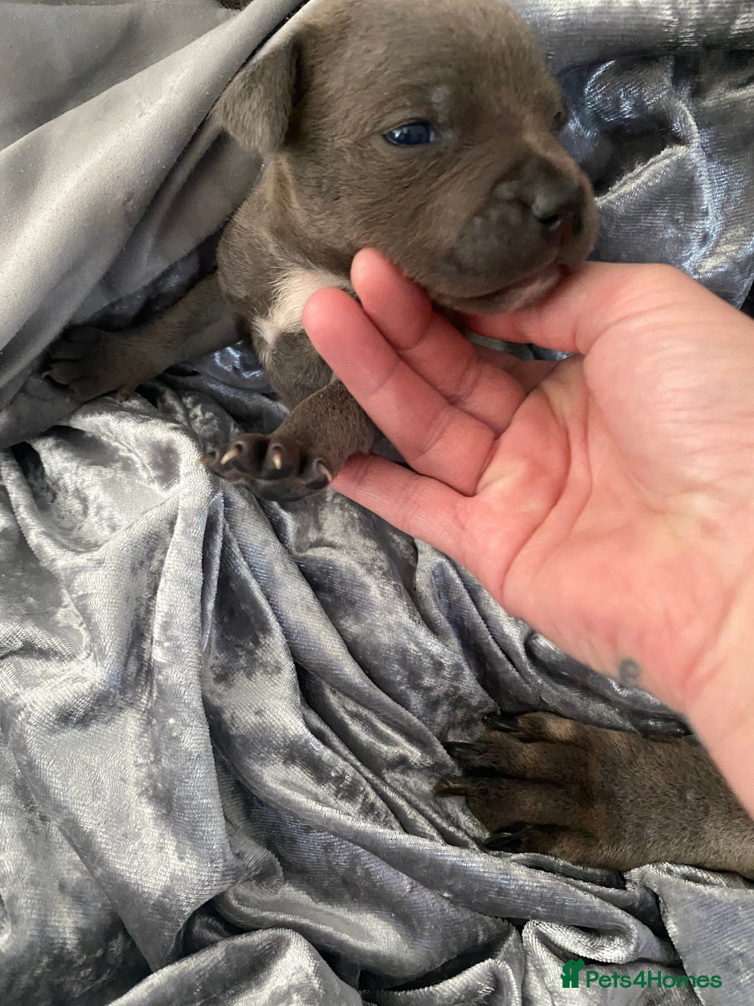 Staffordshire Bull Terrier dogs for sale: Blue Staffordshire bullterrier  - Image 5