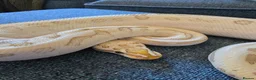 Python Snake reptiles for sale: Various Royal Pythons - Advert 5