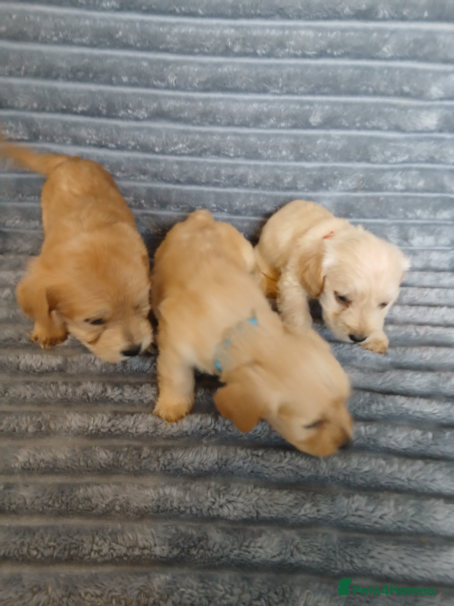 Mixed Breed dogs for sale: 8 dachshund x jack Russel puppies  in Henfield - Advert 31