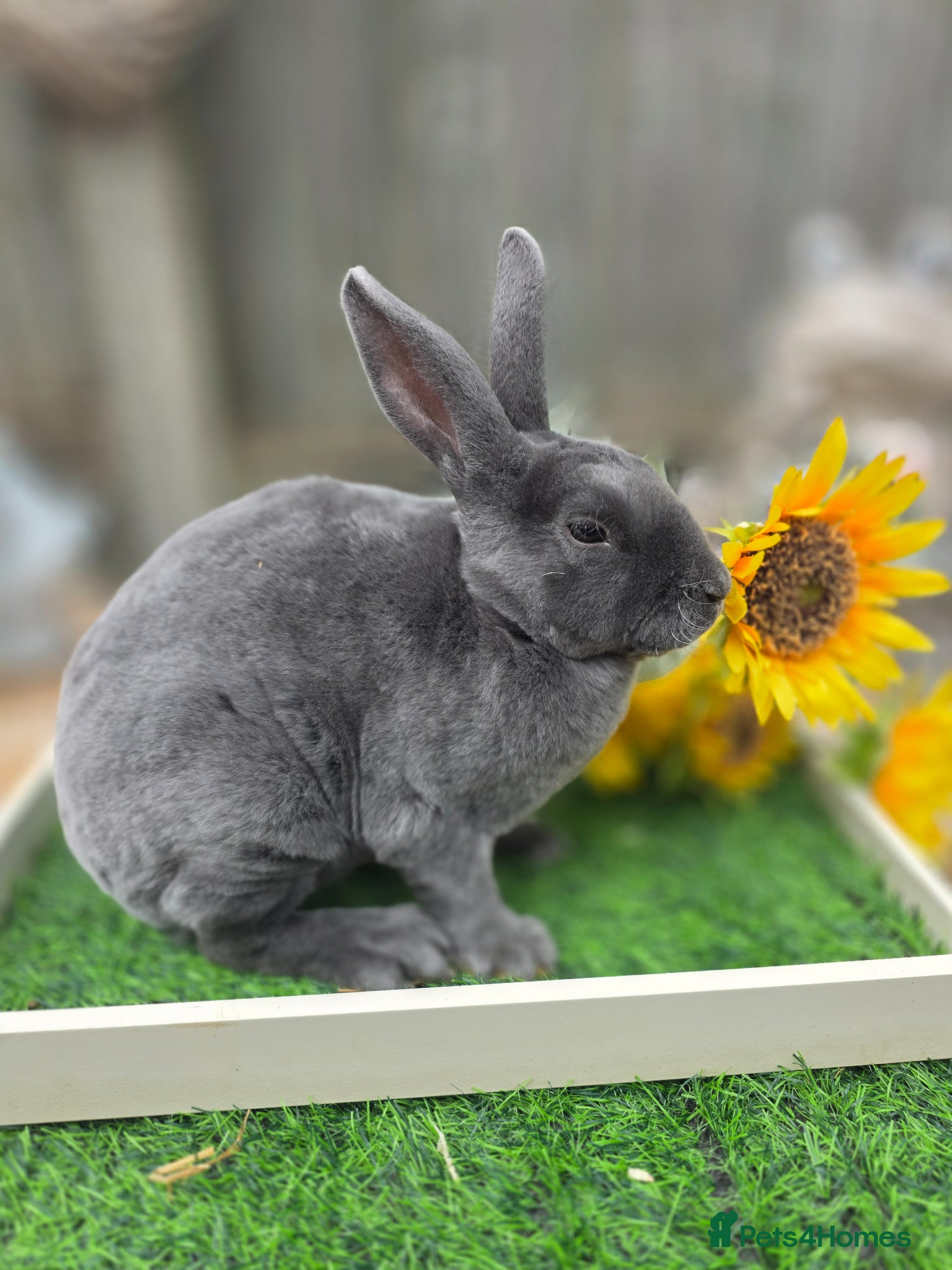 Rex rabbits 2 Mini Rex Doe's Available  - Advert 3