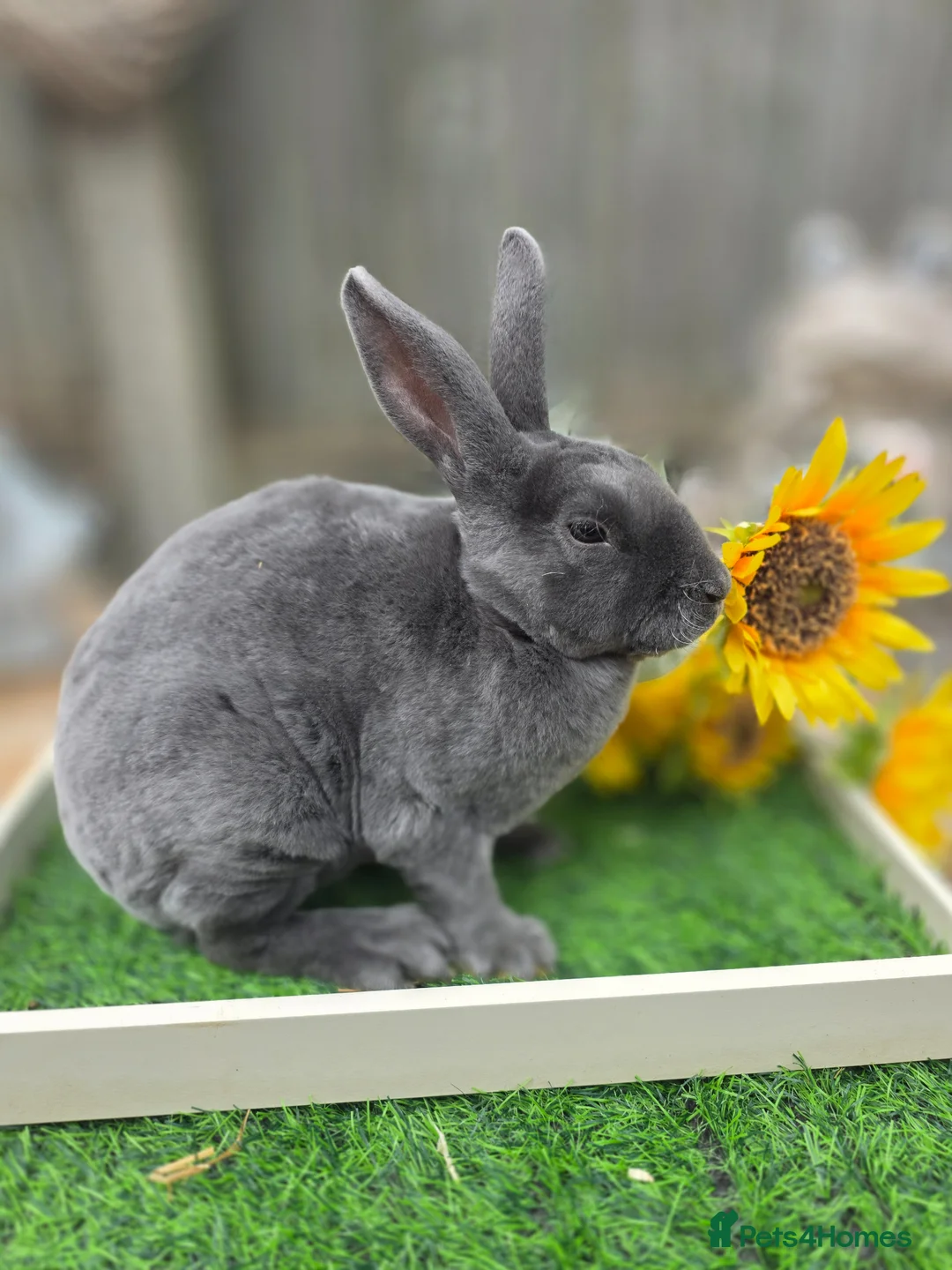 Rex rabbits for sale: 2 Mini Rex Doe's Available  - Advert 1