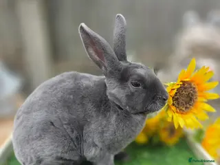 Rex rabbits 2 Mini Rex Doe's Available - Advert 11