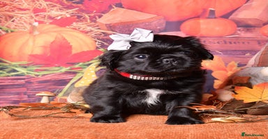 Pug dogs - Advert 13
