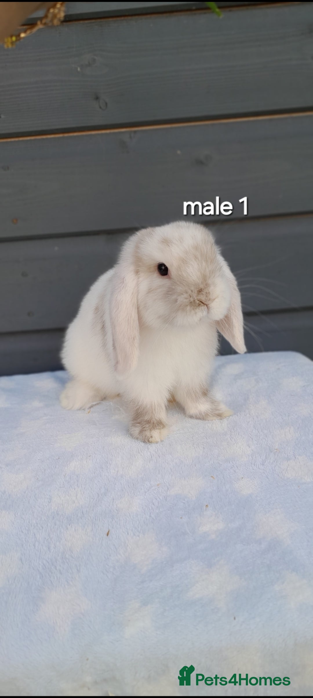Mini Lop rabbits for sale: Gorgeous mini lop rabbits  - Image 12