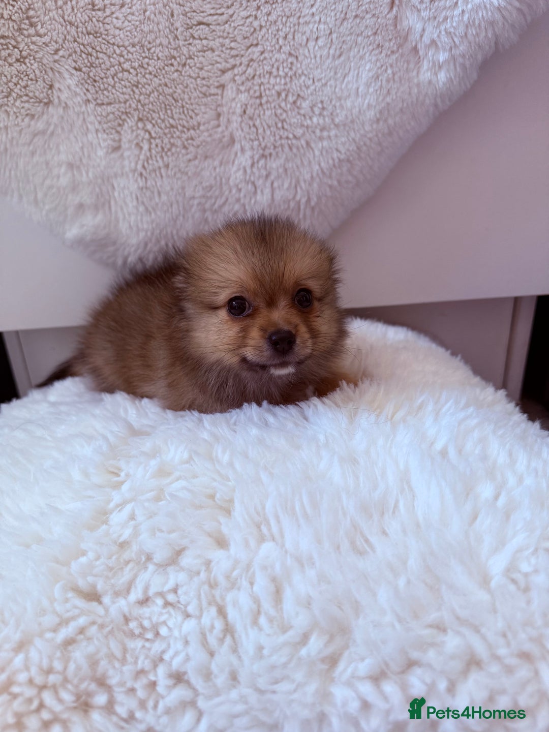 Pomeranian dogs for sale: Pomeranian girls for sale  - Image 8