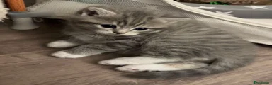 Tabby & white female