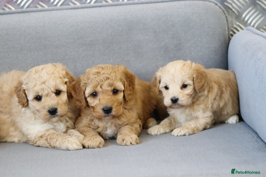 Cavapoochon dogs for sale: Cavapoochon puppies for sale - Advert 9