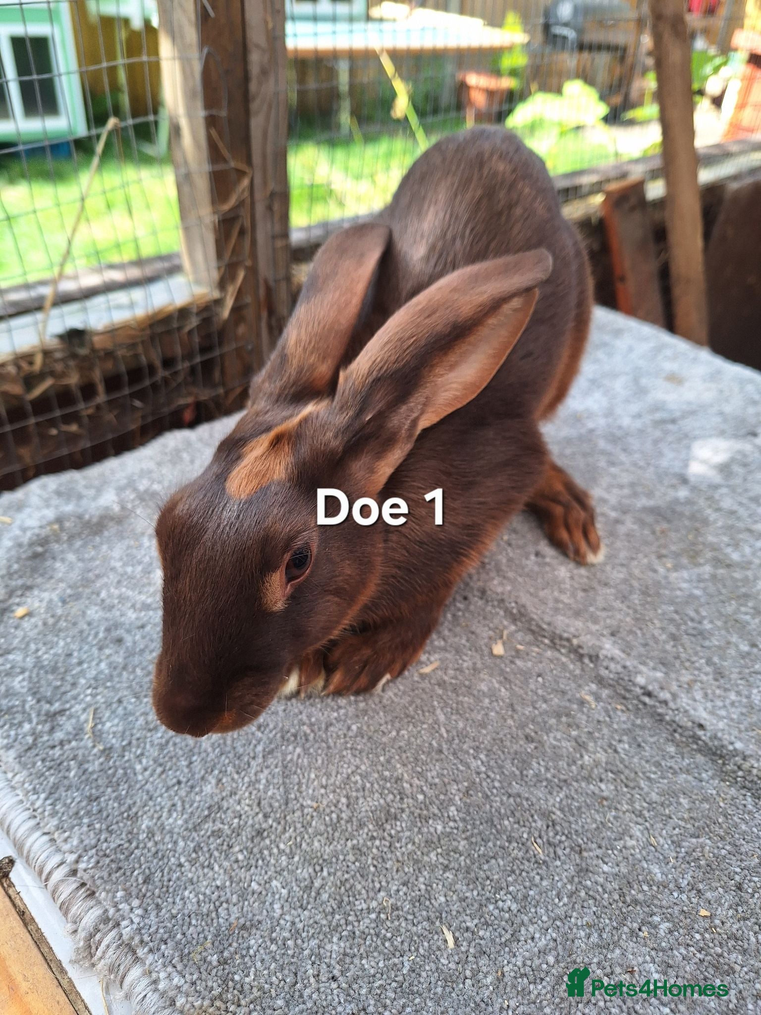 Belgian Hares rabbits Young pure bred hares for sale - Advert 2