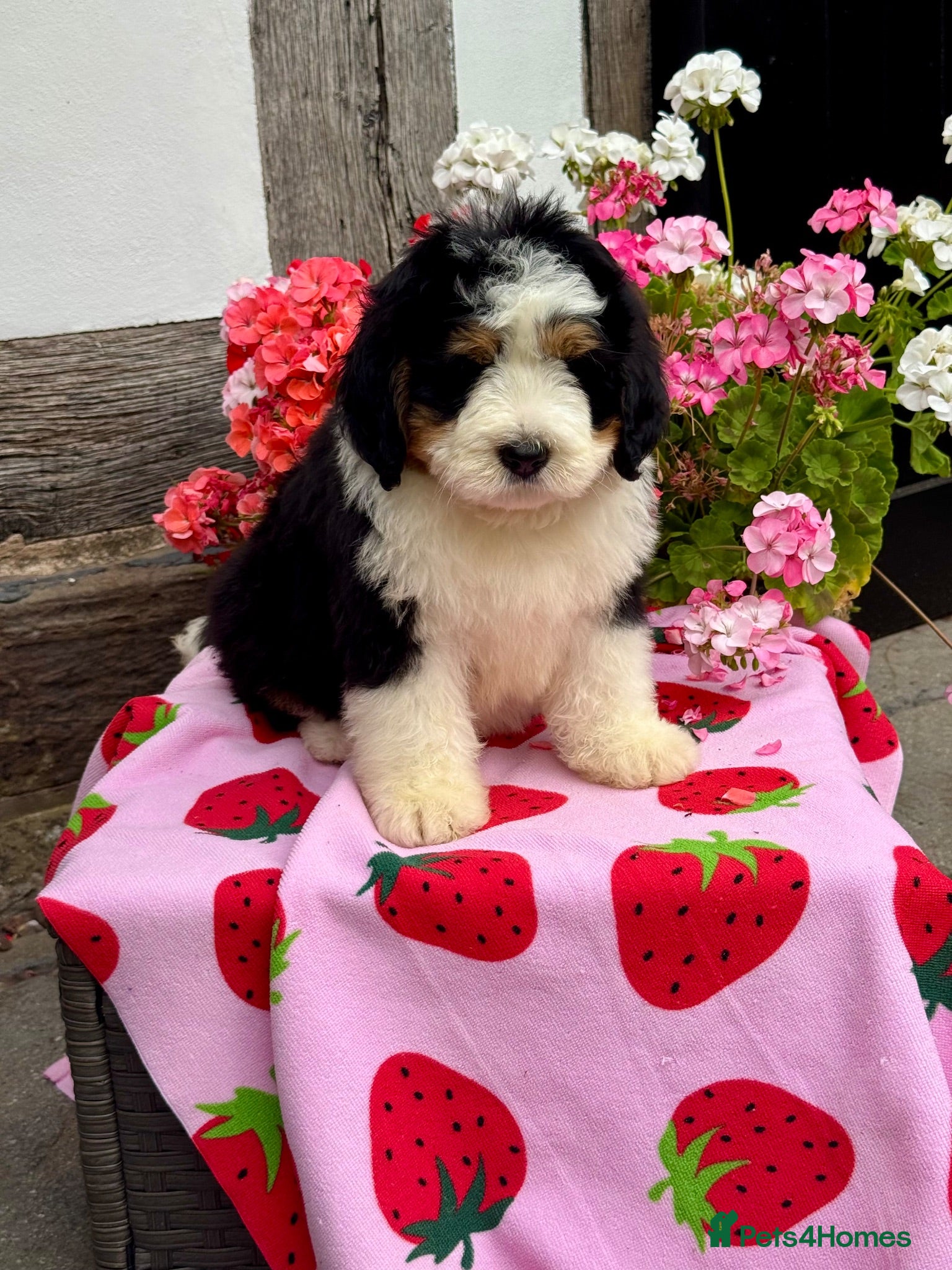 Bernedoodle dogs 2 medium size bernedoodle puppies boys - Advert 3