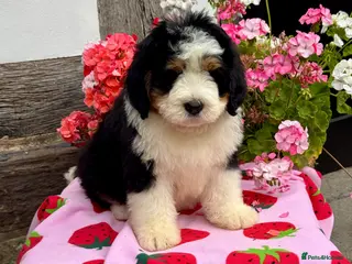 Bernedoodle dogs 2 medium size bernedoodle puppies boys - Advert 3