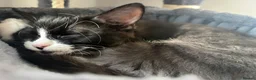 Mixed Breed cats for sale: Three beautiful female kittens! - Advert 17
