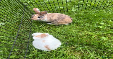 Dwarf Lop rabbits - Advert 5