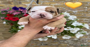 Old Tyme Bulldog dogs - Advert 11