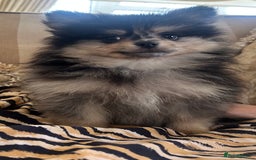 Pomeranian dogs for sale: Stunning litter merl Pomeranian - Image 6
