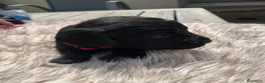 Cockapoo 3