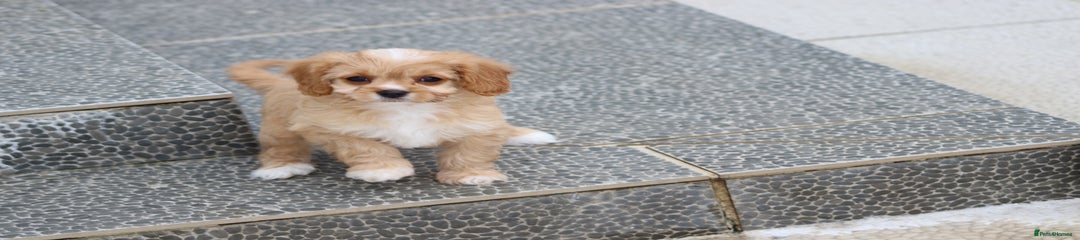 Cavapoo Puppy 2