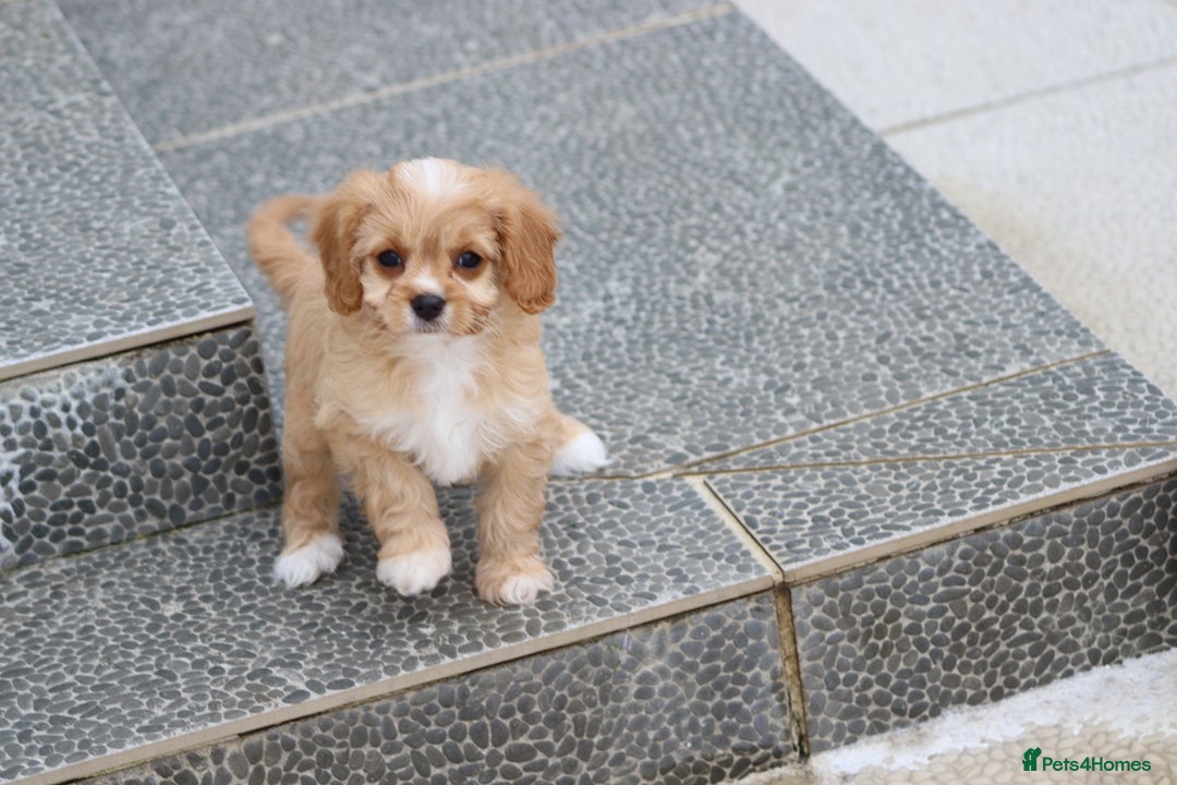 Cavapoo dogs for sale: F1 Cavapoo puppies for sale - Image 31