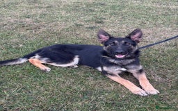 German Shepherd dogs for sale: German shepherd dog - Image 2