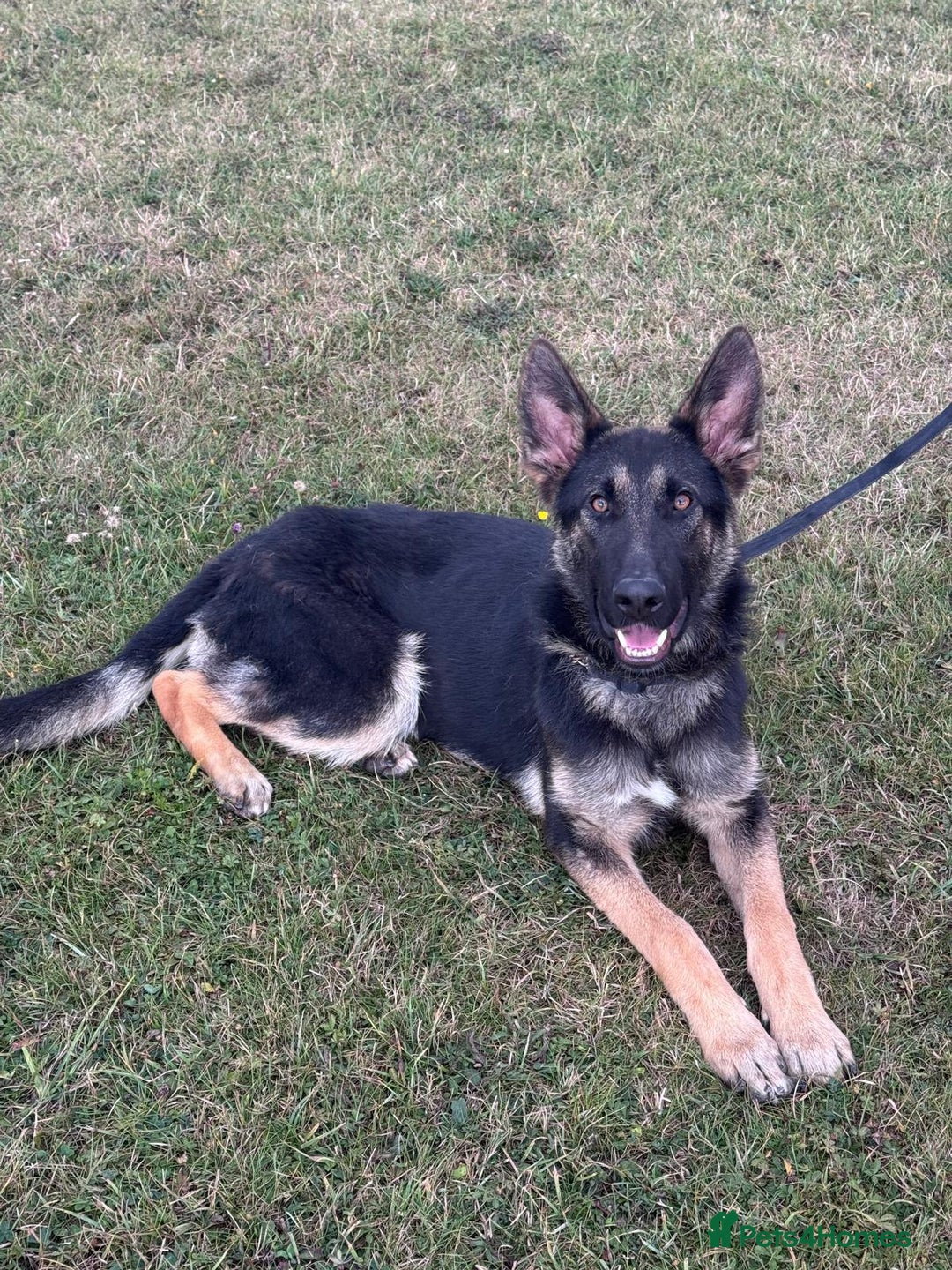 German Shepherd dogs for sale: German shepherd dog - Image 2
