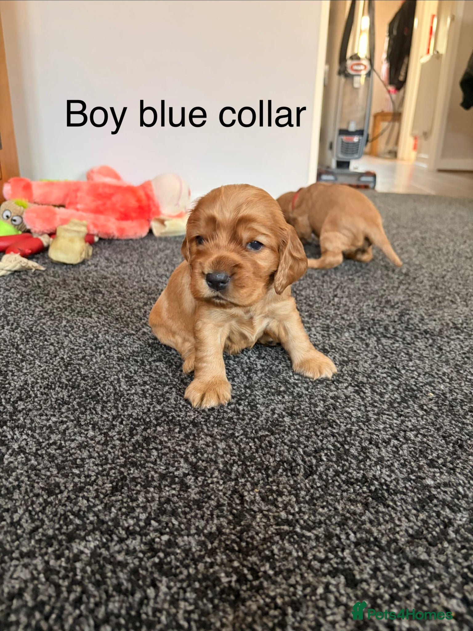 Cocker Spaniel dogs 3 show cocker spaniel puppies left - Advert 1