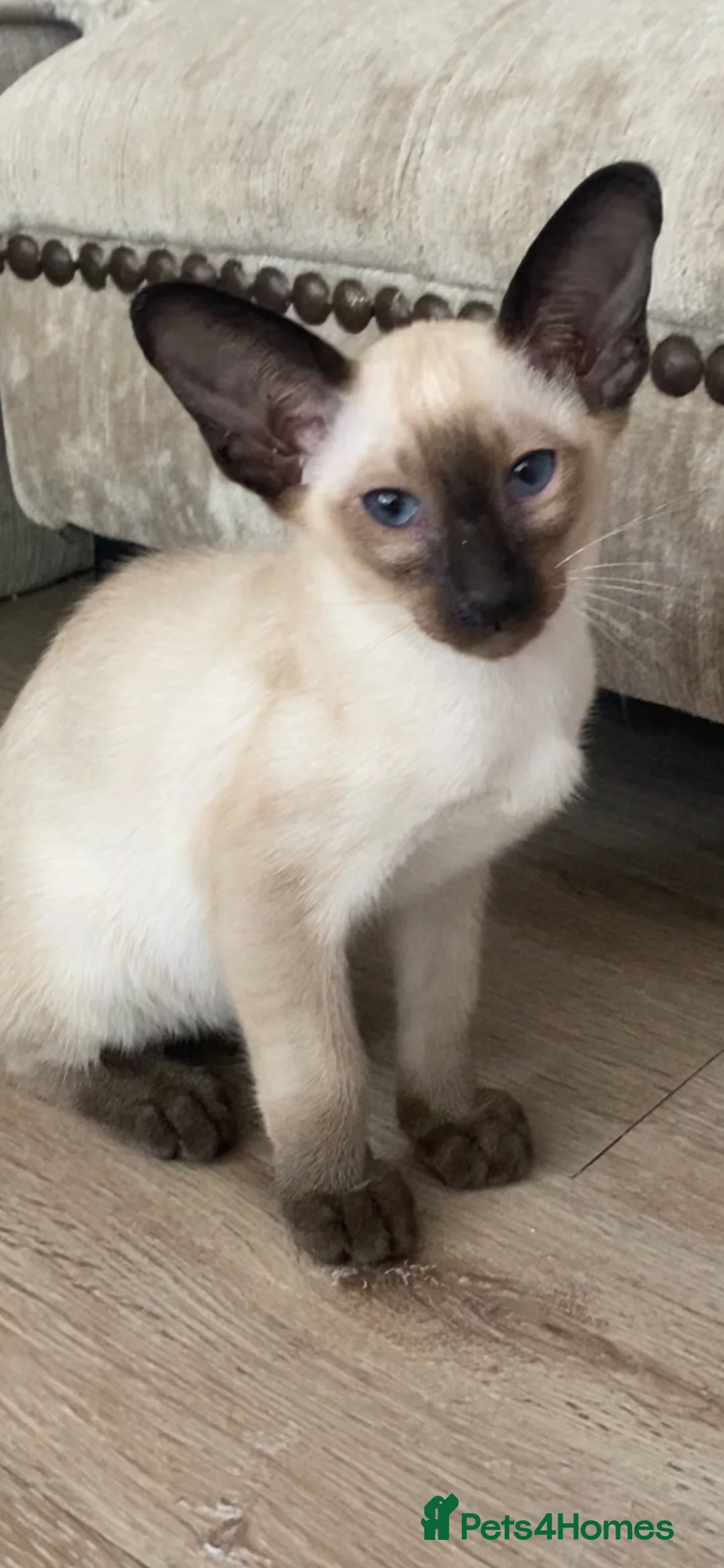 Oriental cats for sale: Male Chocolate point  - Advert 16