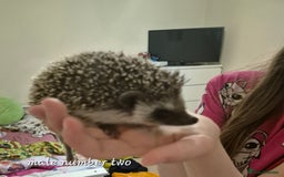 Pygmy Hedgehog rodents for sale: 2 x male pgymy hedgehogs  - Advert 5