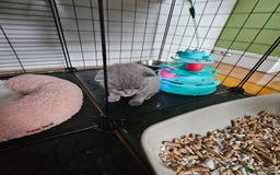 British Shorthair cats for sale: GCCF blue male  - Image 2