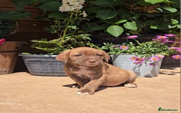 Cane Corso dogs for sale: Italian Mastiff pup now ready for their new homes! - Image 6