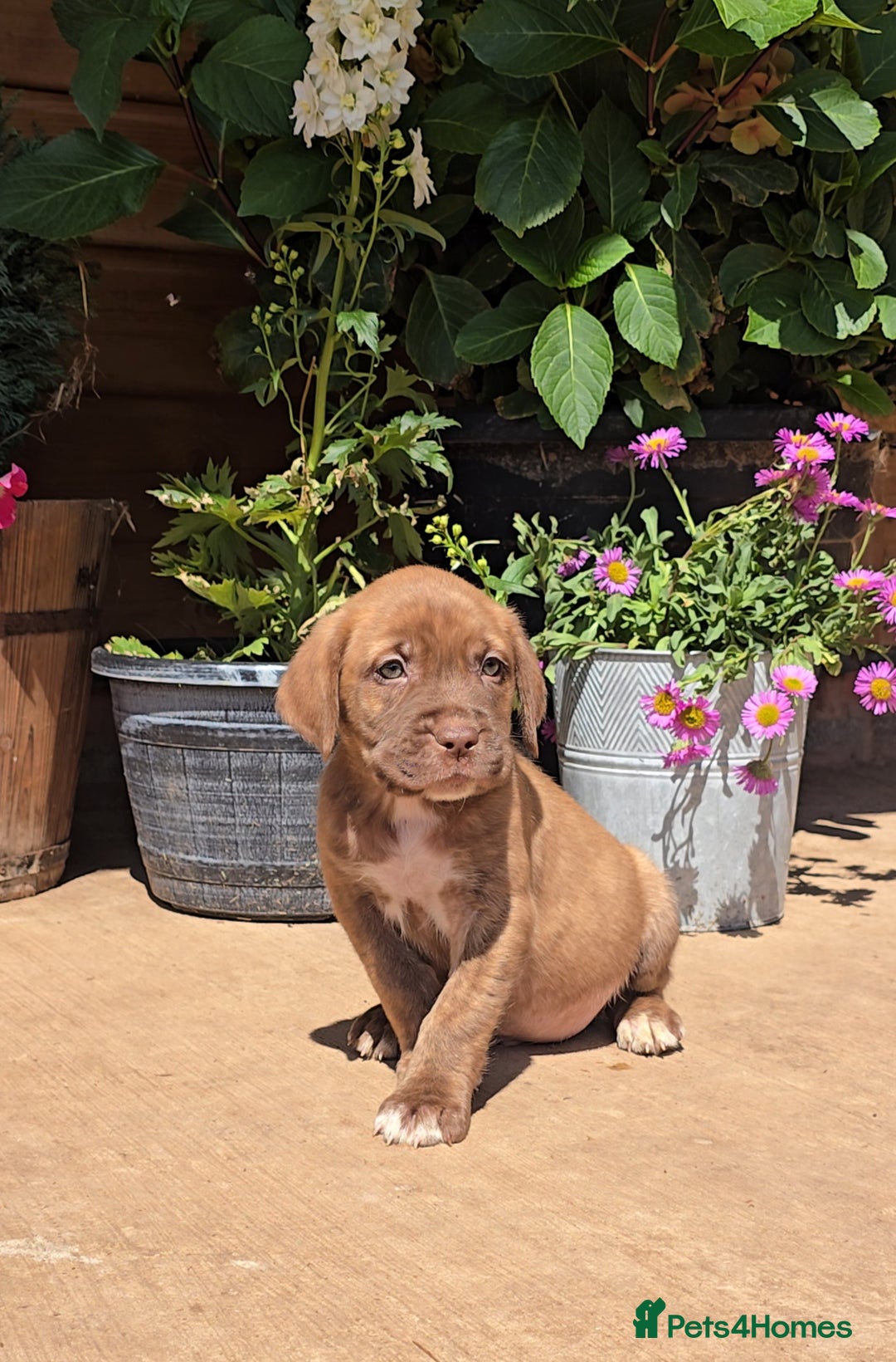 Cane Corso dogs for sale: Italian Mastiff pup now ready for their new homes! - Image 6