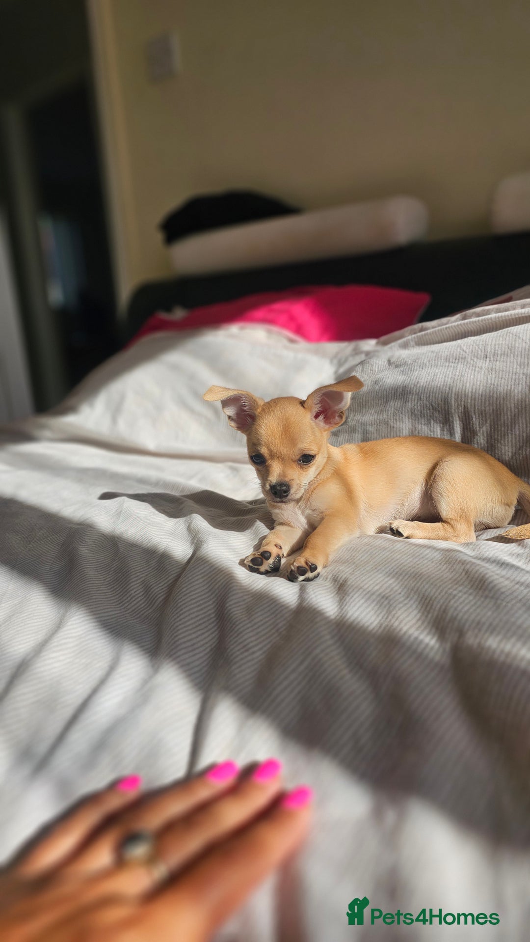Chihuahua dogs for sale: Chihuahua puppie Small size - Image 4