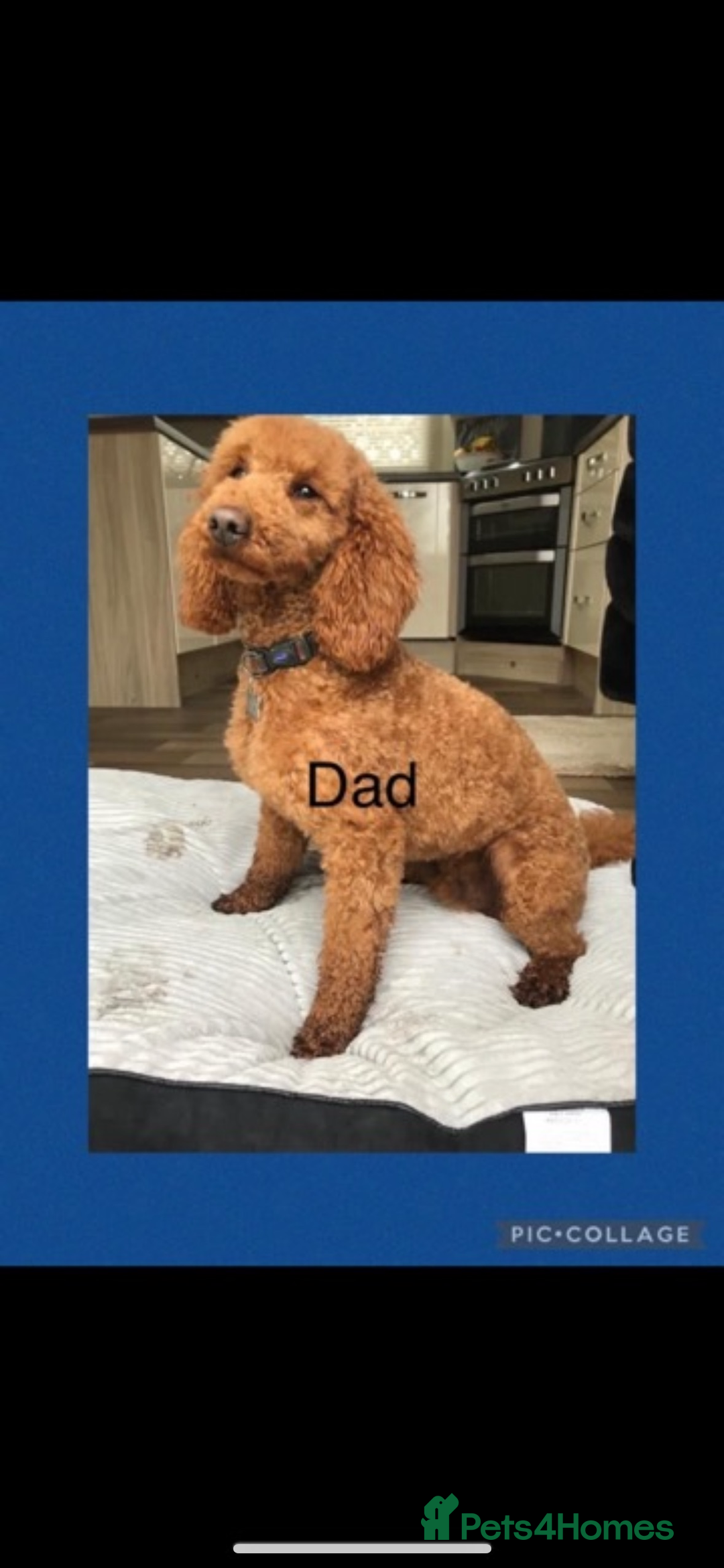 Cavapoo dogs for sale: 🐾STUNNING CAVAPOOS F1 🐾 - Advert 17