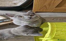 British Shorthair cats for sale: British Blue Shorthair - Image 19