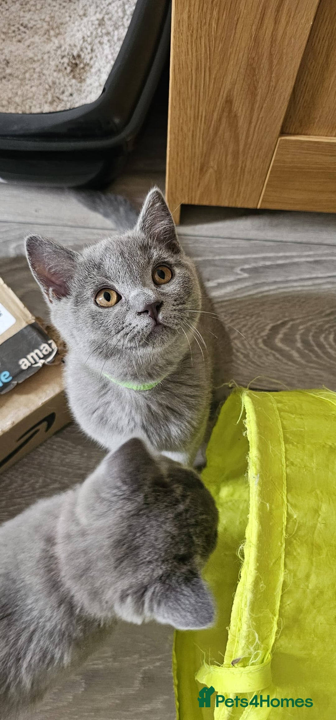 British Shorthair cats for sale: British Blue Shorthair - Image 19