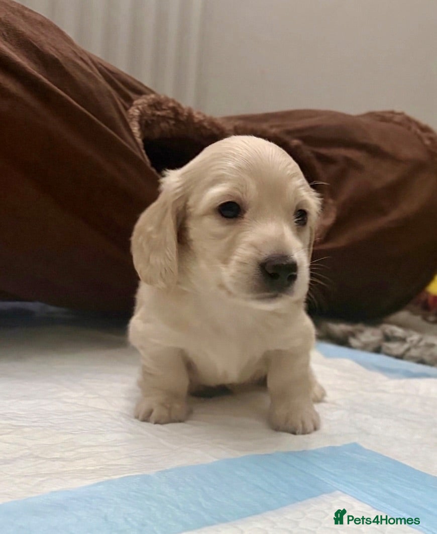 Miniature Dachshund dogs KC Reg, Health Tested Mini Longhaired Puppies  - Advert 1