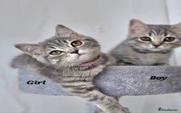 British Shorthair cats for sale: British breed kittens - Image 1