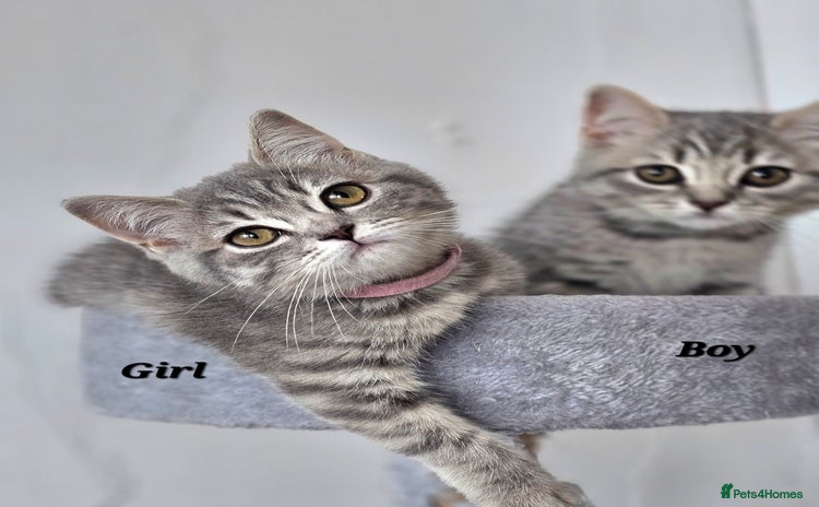 British Shorthair cats - Advert 1